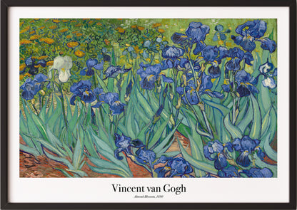 Eine Frau hängt Vincent van Gogh – Irises in schwarzem Rahmen an die Wand