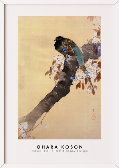 Nahaufnahme von Pheasant on Cherry Blossom Branch von Ohara Koson als Poster