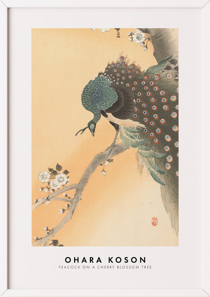 Nahaufnahme von Peacock on a Cherry Blossom Tree von Ohara Koson als Poster