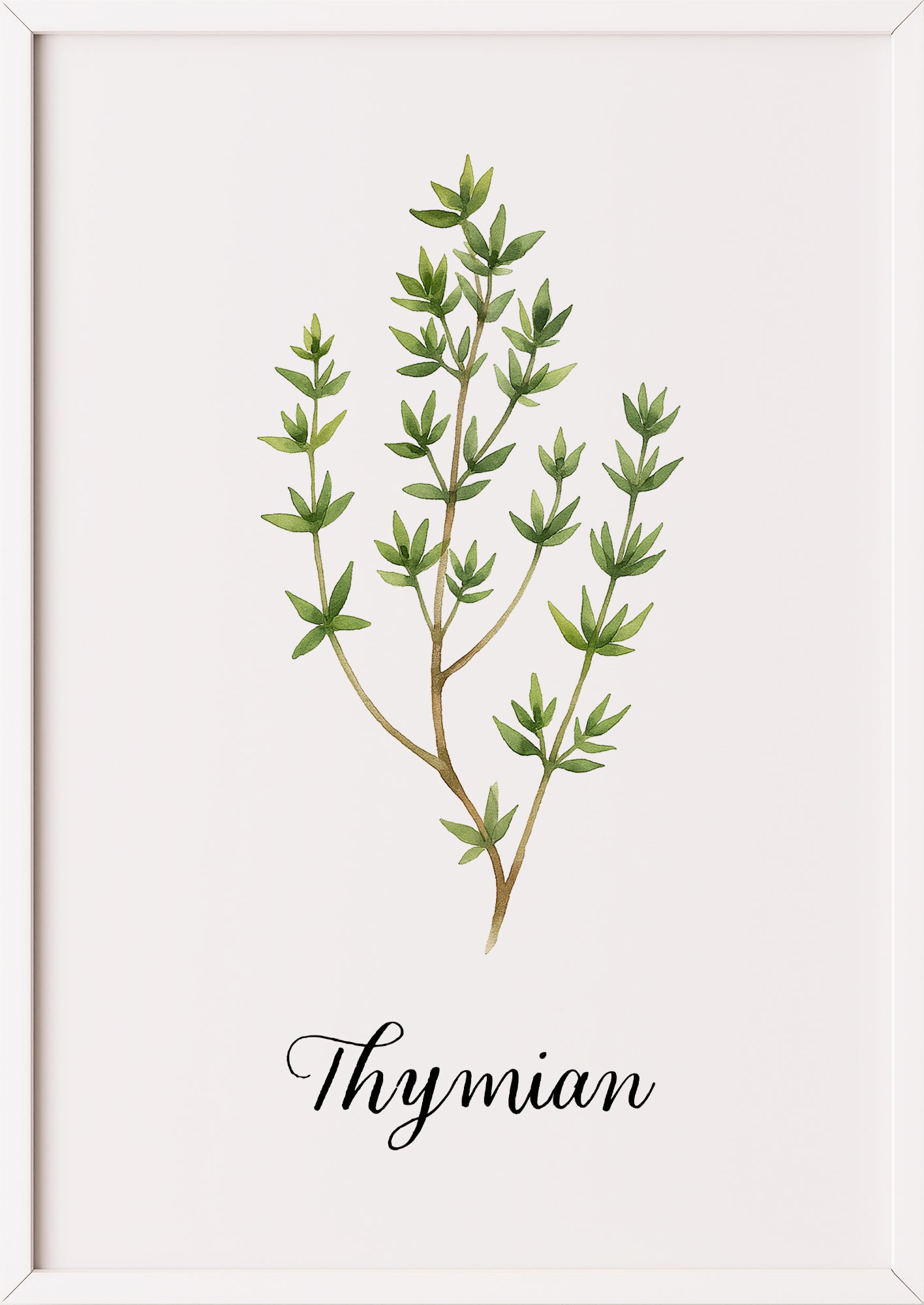 Thymianzweig als Aquarell in Weißrahmen auf glattem Hintergrund