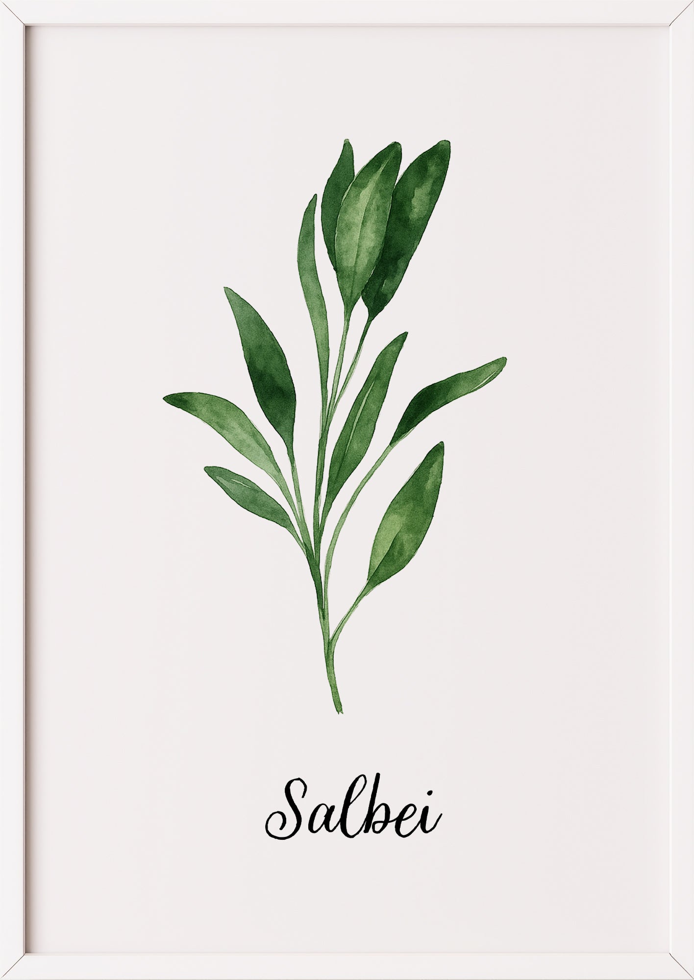 Salbeiposter im weißen Rahmen, botanisch illustriert auf hellem Hintergrund