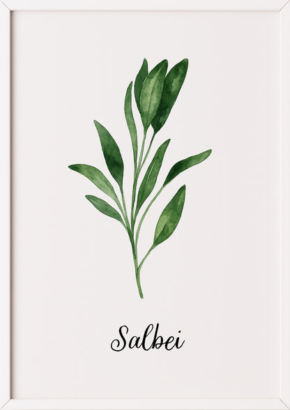 Salbeiposter im weißen Rahmen, botanisch illustriert auf hellem Hintergrund