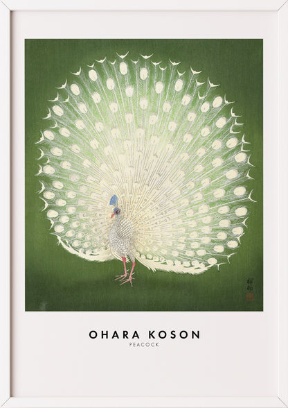 Nahaufnahme von Peacock von Ohara Koson als Poster
