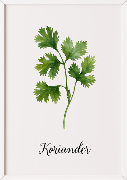 Korianderblatt im weißen Rahmen auf hellgrauem Hintergrund