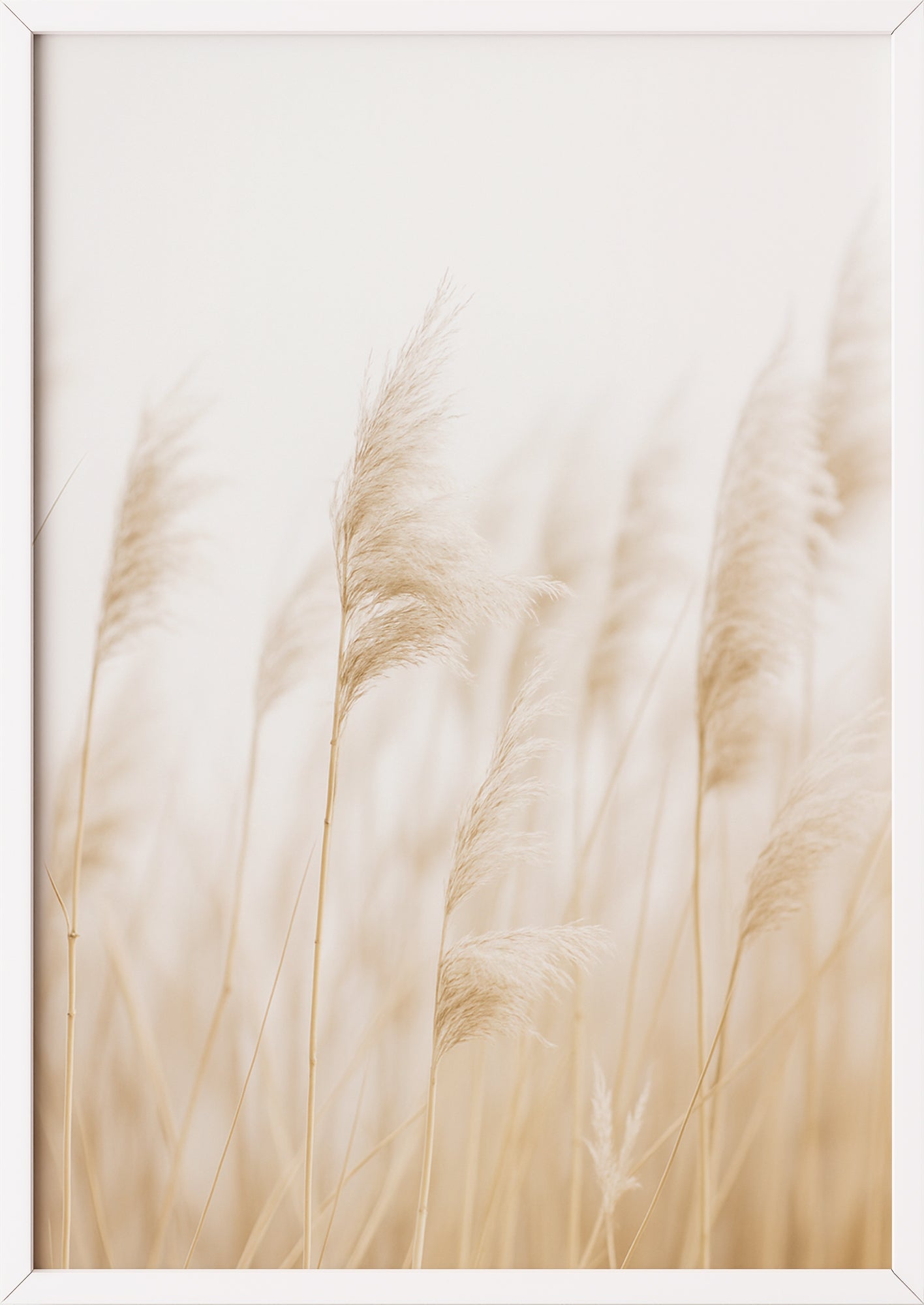 Pampasgras-Fotografie im weißen Rahmen auf hellem Hintergrund