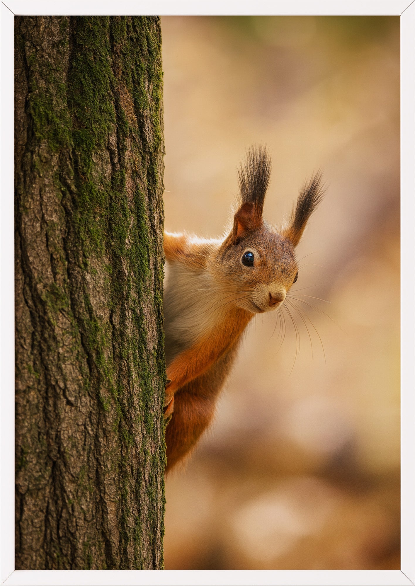Poster Eichhörnchen Am Baum im weißen Holzrahmen