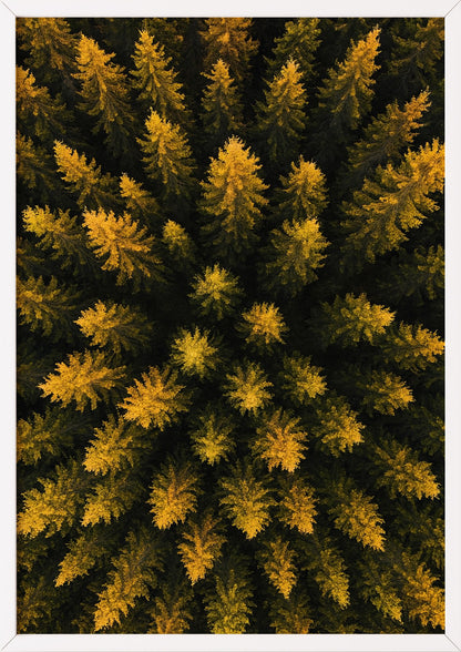Poster Wald Von Oben – Baumkronen im weißen Holzrahmen