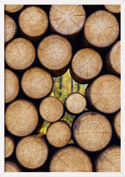 Poster Baumstämme im Herbst im weißen Holzrahmen