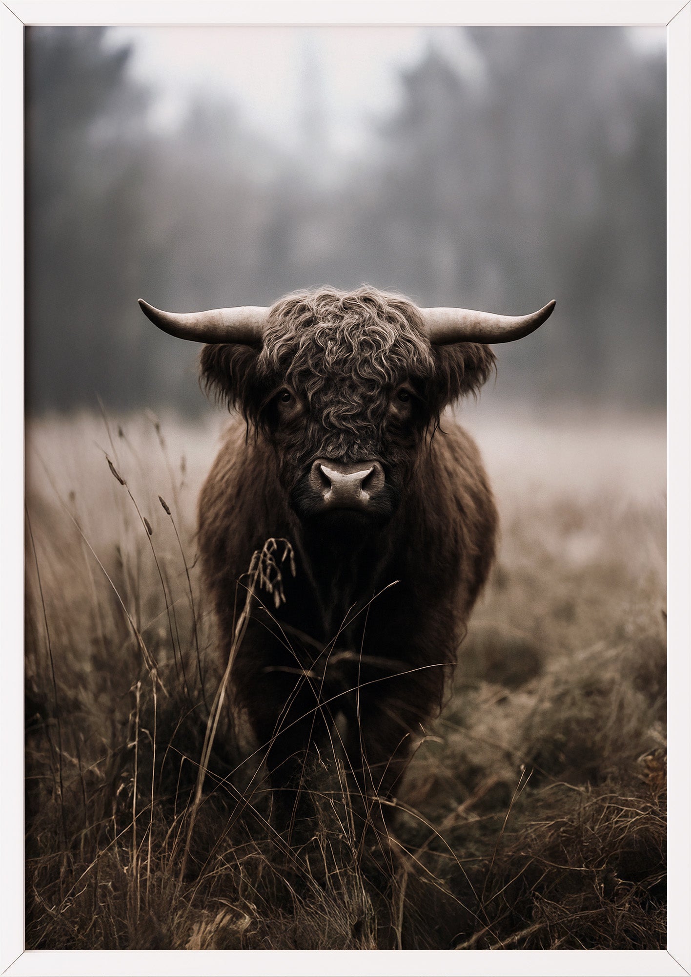 Poster Highland Cow im weißen Holzrahmen