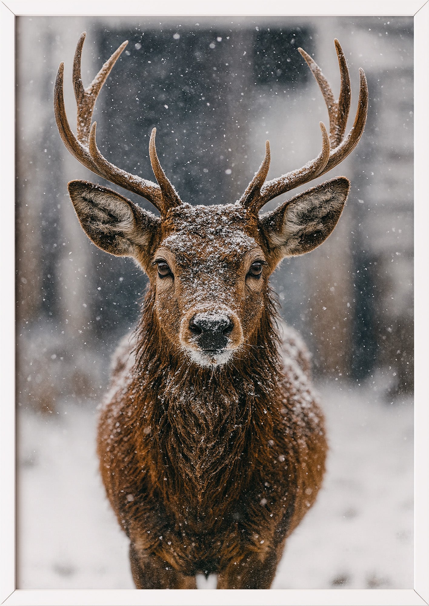 Poster Hirsch Nahaufnahme im weißen Rahmen